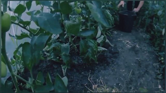 Йод и Зола польза для Томатов и удобрение для всего огорода