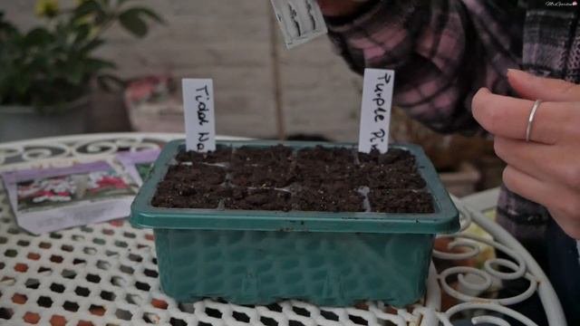 Jak Prawidłowo Wysiać PETUNIE / Petunie Z Nasion W Moim Ogrodzie / PETUNIA Kiedy Wysiać / MrsGarden