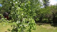 GARDEN EASY TIPS DAY VLOG // PERENNIAL FLOWERS, ANNUAL FLOWERS, AND FRUIT TREES IN 3 MONTHS SUMMER