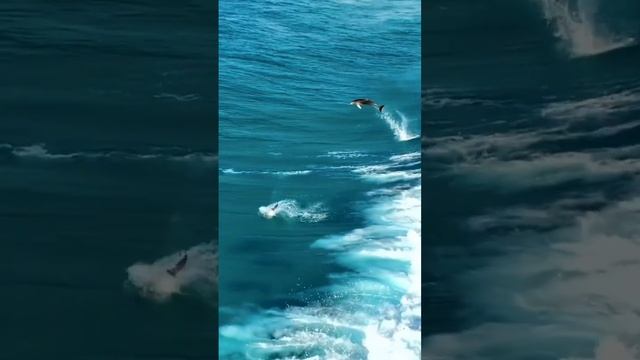 Marine Melodies: Serene Dolphins in Underwater Bliss