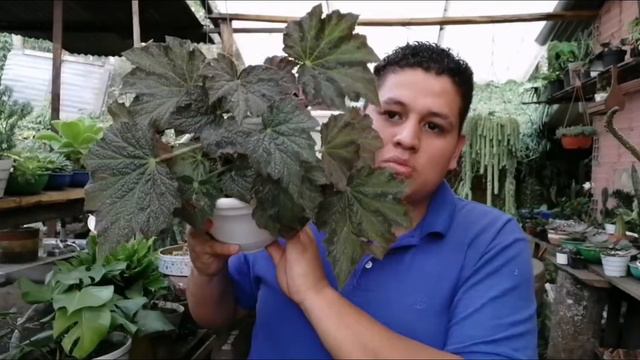 Mis 10 plantas favoritas del 2021/ están hermosas 😍🌱.