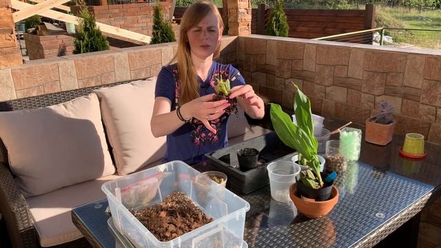 Орхидея Lycaste от поставщика NCK