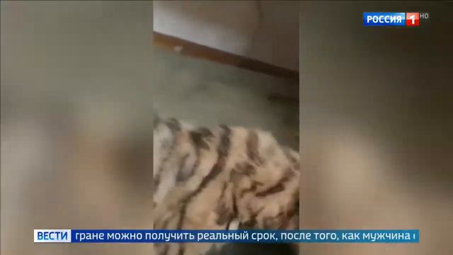 Центр передержки диких животных выхаживает животных