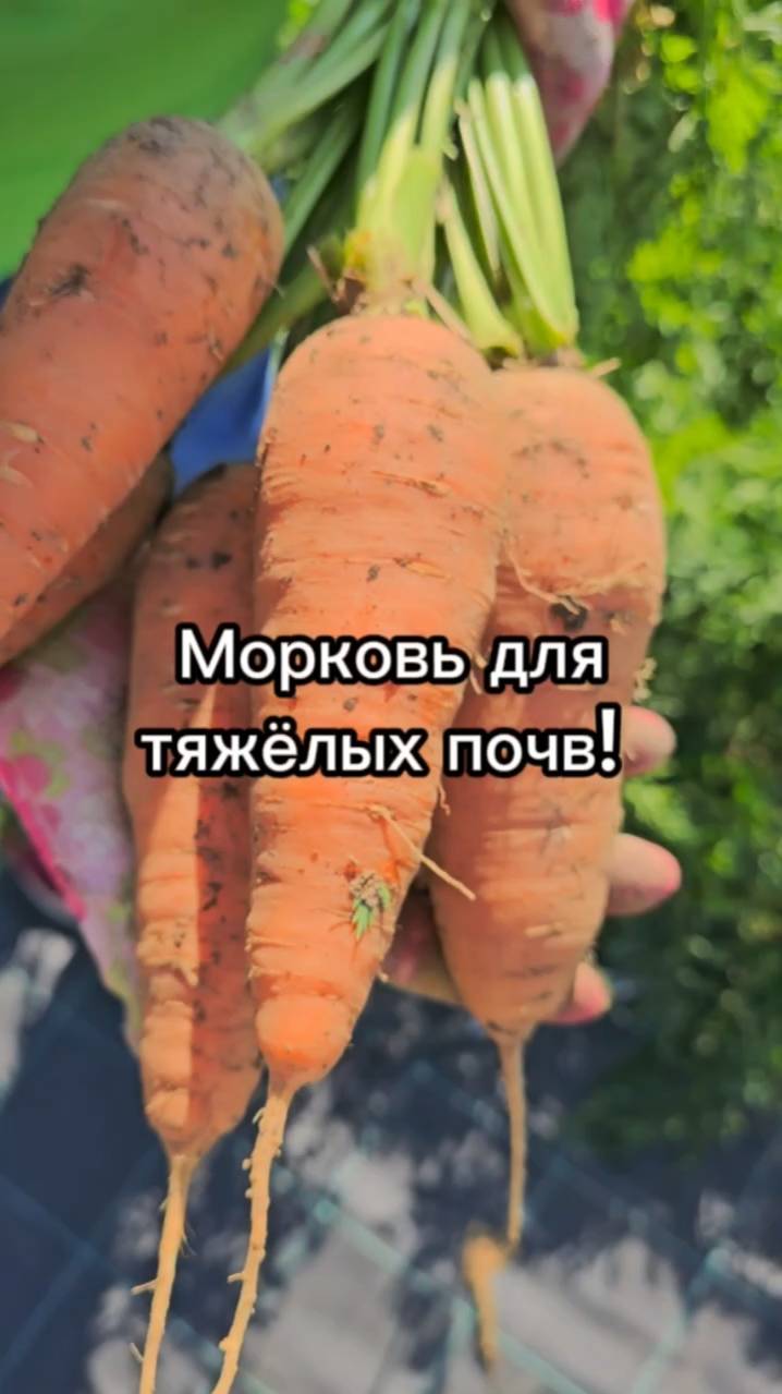 Сорт моркови для ТЯЖЕЛОЙ почвы! Урожайная морковь длительного хранения.