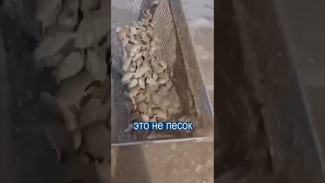 Чудища, который живут в ПЕСКЕ НА ПЛЯЖЕ