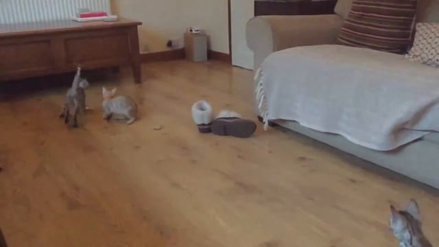 Bengal kittens Playing