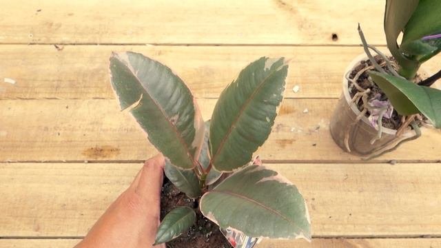 TẬP 45: MORE PLANTS FOR THE WEEKEND | SUCCULENTS