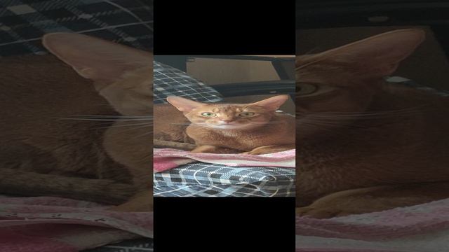 Абиссинец Бакс - На любимом местечке.