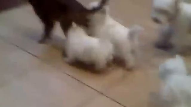 Животные - Щенки Толпой напали на кота.flv