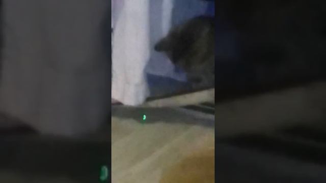 Кошка я зелёными глазами жесть в сьёмказ