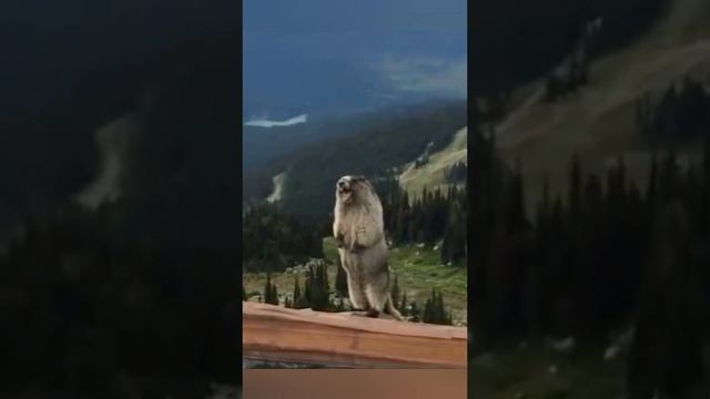 приколы🤣🤣