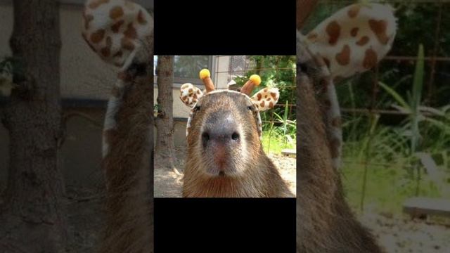/TOPS Video/Удивительные животные,их окрас,и размер!