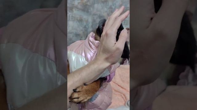 Собаки приколы. Грифоны, питомцы, пти-брабансон.