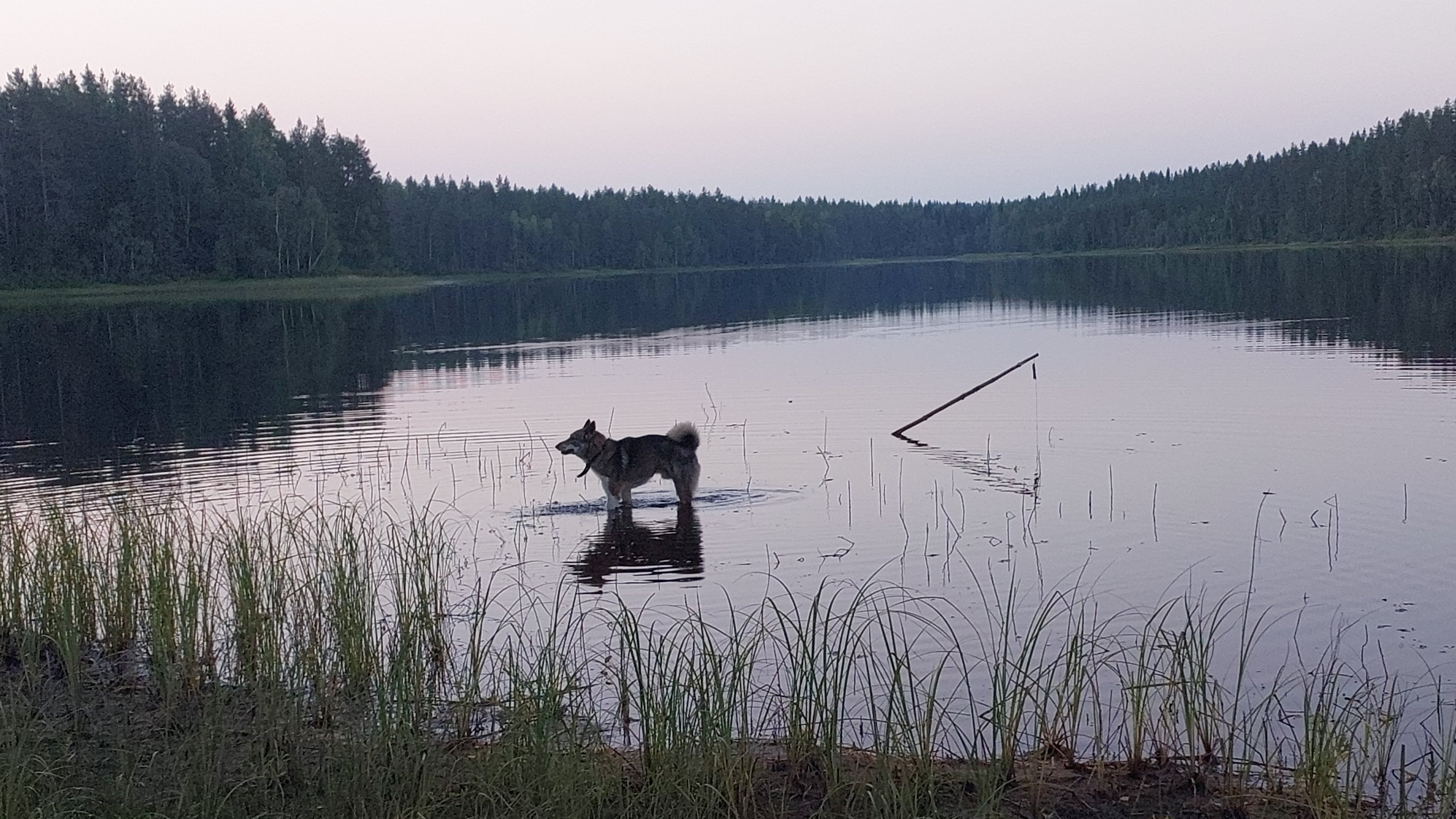 На жерлицы в тайге