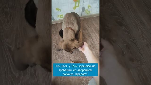 Безжалостные тренировки Жужи - не каждый человек такое выдержит// Жужа задумалась о жалости