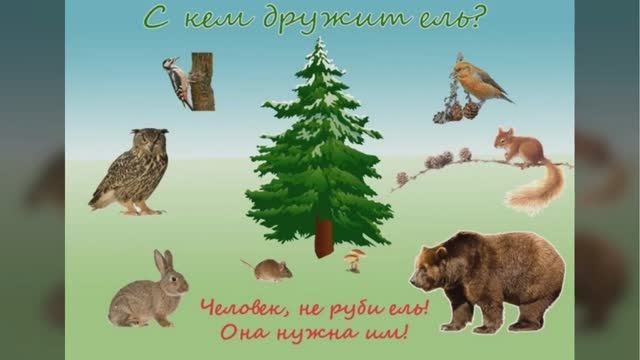 С кем дружит ель