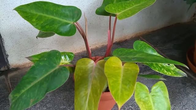 Indoor plants Philodendron Painted Lady