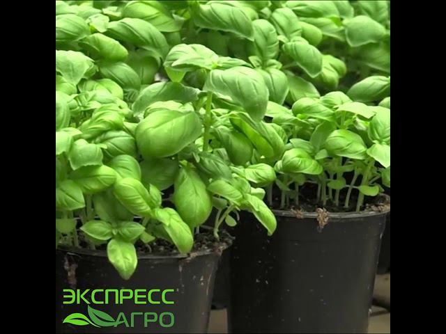 Поддоны для системы прилив/отлив Staal & Plast.