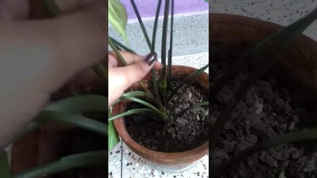 Lucky plant! Syngonium