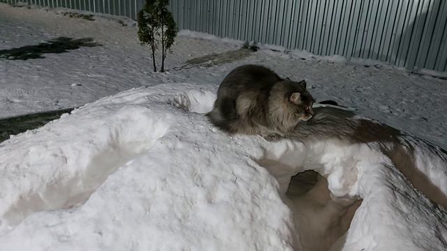 Лиса Дуся хвост трубой с котом