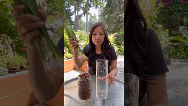 HOW TO PLANT WITHOUT SOIL?