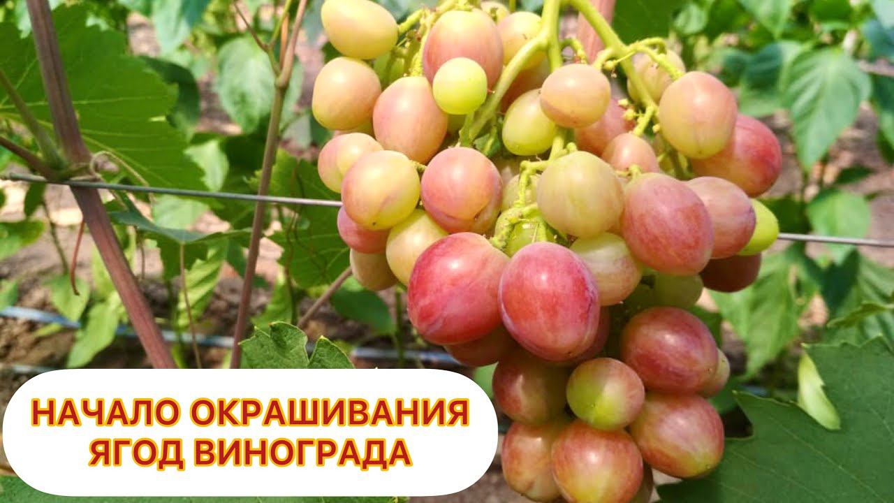 Начало окрашивания ягод винограда на 30.06.21