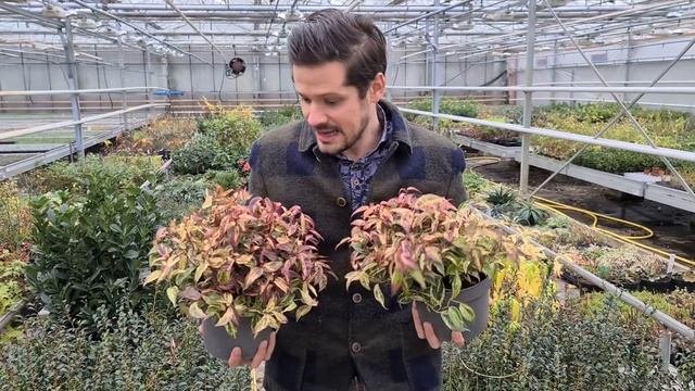 Plantipp presents: the Leucothoe Makijaz