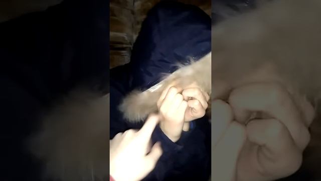 Суслик вымирающий вид