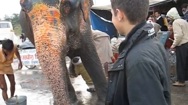 Мытье слона в Ришикеше.avi