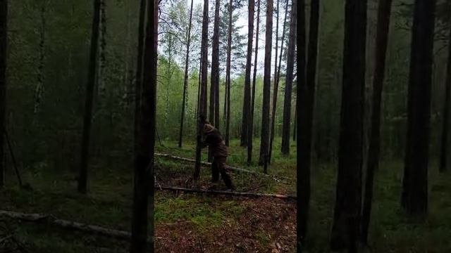 дерево падает