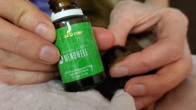 Banded tail maintenance after a couple of weeks