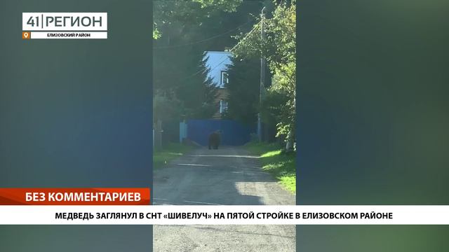 МЕДВЕДЬ ЗАГЛЯНУЛ В СНТ «ШИВЕЛУЧ» НА ПЯТОЙ СТРОЙКЕ В ЕЛИЗОВСКОМ РАЙОНЕ • БЕЗ КОММЕНТАРИЕВ