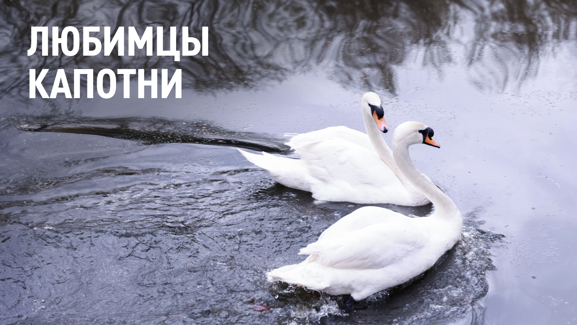 Лебеди на Московском нефтеперерабатывающем заводе