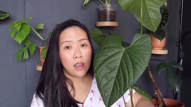 Rare anthurium| How to care?