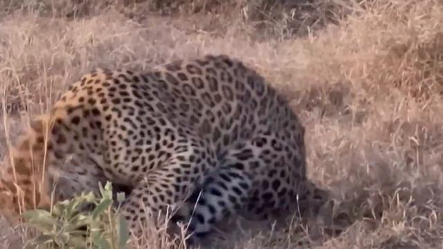 Honey Badger Shows The Leopard Whos The Boss !!