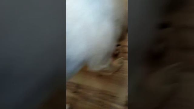 Развивающие игрушки для собак своими руками