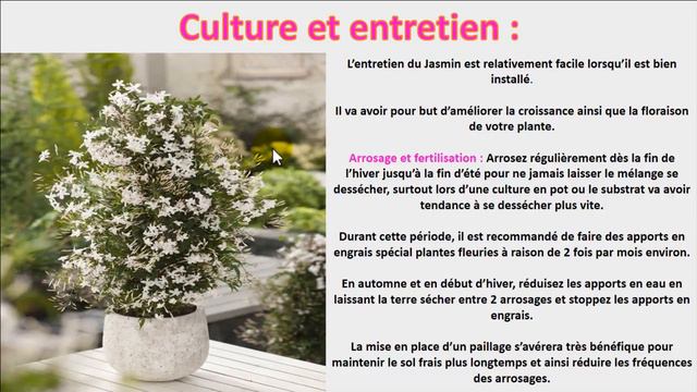 Le jasmin blanc d'hiver : culture, plantation, entretien, taille et multiplication