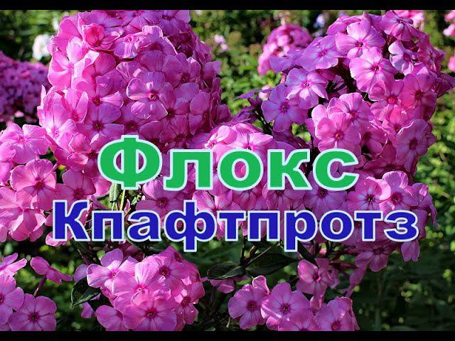 Флокс Кпафтпротз Часть 2