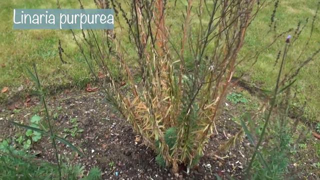 Winter Interest Garden Tour 2021  Autumn Colour  Trees and Plants for Winter structure 