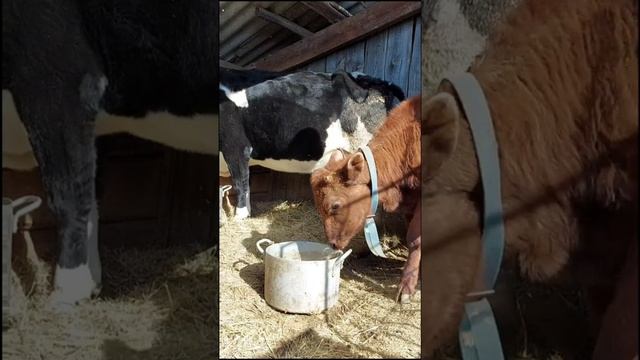 Каким ЗЦМ поить телят в деревне ЛПХ Бажениты