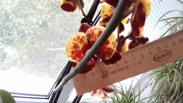 Рhalaenopsis Flamingo JAZZ Орхидея Фламинго Джаз
