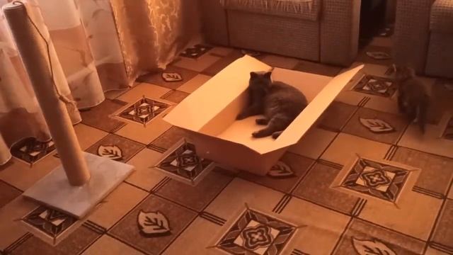 А-ля 80-е, Покупочки, Уборка, Огурцы, Ждем гостей