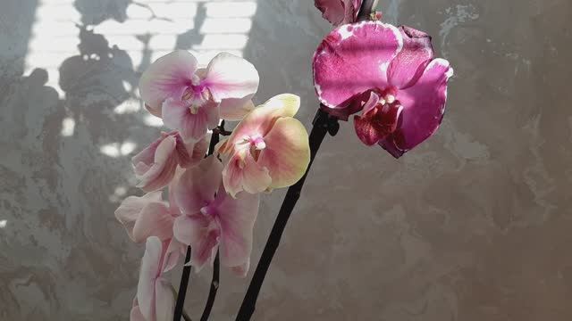 Новинки в коллекцию орхидей фаленопсисов? Биглип Персик Дарья и новая Мальвина