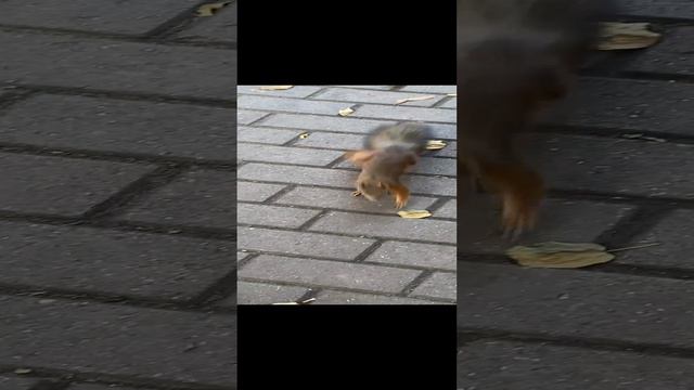 25-08-2024   Музей-заповедник Царицыно #белка #природа #отдых #прогулка