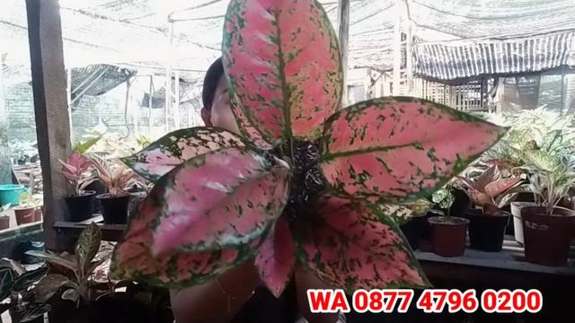 OBRAL AGLONEMA 15 RIBUAN.,. 30 RIBU DAPAT 3... GERCEEEEP BOSS Q...!!!