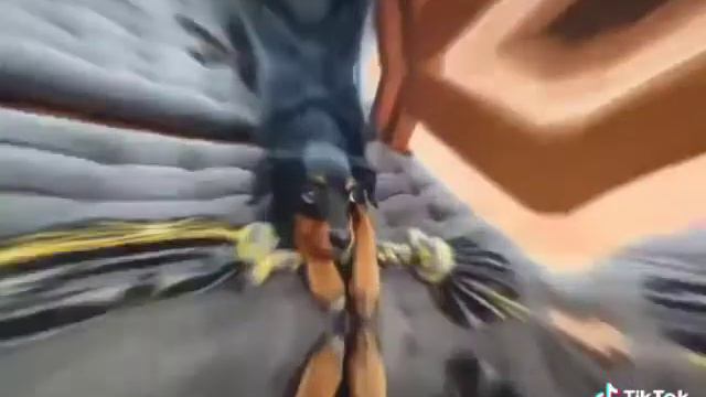 Люся собачка Эдисона ♥️ Мы ее все любили