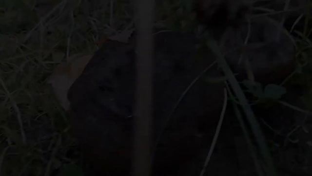 There are mushrooms in 2017! Грибы 2017 есть!