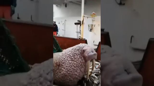 а вы такое видели