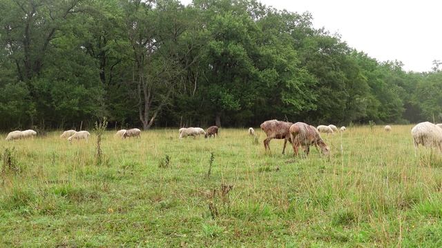 Овцы пасутся под Дождем на природе