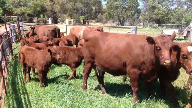 SHORTHORN COWS & CALVES